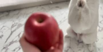 大好物のリンゴをもらったと聞いた、ポメラニアンの仕草がかわいすぎる！「おりこうさん」の声と7.4千件いいね