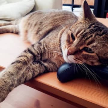 猫が起こしがちな『リモコン』に関するトラブル5選　油断してはいけない理由や予防策を解説