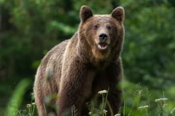 クマ対策に自衛隊派遣の秋田県 一方で『時給1500円』しか払わない自治体が判明  “命” を張るハンターへの待遇にネットでコメント殺到「これ、弾などの経費込みで支給しているってみたけど、熊を駆除する気ないでしょ」「住民の安全には1500円しかかけないという意味でもある」