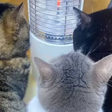 ストーブの前を見たら、『3匹の猫』が…信じられないほど可愛すぎる光景が207万再生「みんな同じ体型で可愛いｗ」「まとめて抱きしめたい」