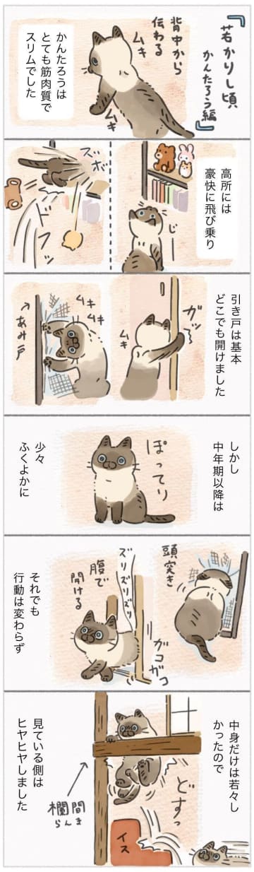 年齢なんて関係なし!?　ぽっちゃり体型になってもパワフル猫は変わらず【連載】ねこ連れ草 344話め