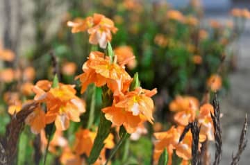 11月4日の花とは？【366日の誕生花と幸せの花言葉】