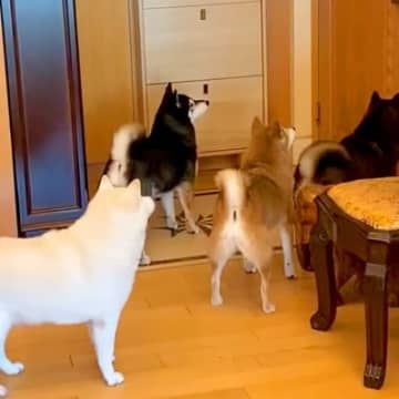 2週間ぶりに帰宅→ドアの前で『4匹の犬』が待機していて…まるで天国のような『尊い光景』が25万再生「叫びすごいｗ」「待ちわびていたのね」