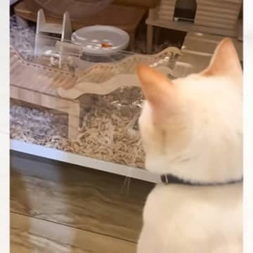 大好きなハムスターが起きるのを『待ち続けていた猫』…まさかの展開が75万再生「たまらないね」「リアルトムとジェリーｗ」と話題に
