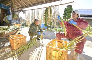 天日で芋がら干し　秋風受け質高く　茨城・大子