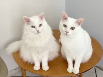 「やっぱりきょうだいだね」そっくりなポーズで振り返る2匹の猫にSNSほっこり「シンクロしてますね」「タイミングばっちり」