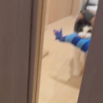 部屋の奥から歩いてきた猫→ドアの前まで来ると…飼い主さんに見せた『可愛すぎ注意な瞬間』に３万いいね「失神するところだった」「無事尊死」