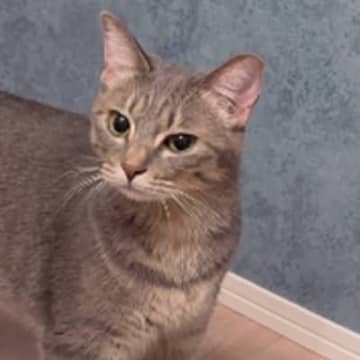 なんとも言えない顔でベッドを見つめていた猫→『視線の先』には…思わず爆笑の『まさかの光景』が34万再生「結構引いてるｗ」「本当に嫌そうｗ」