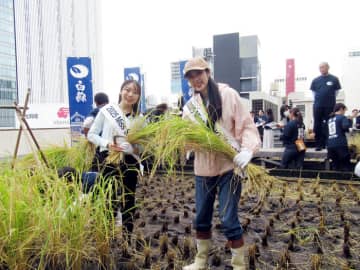 白鶴酒造「白鶴錦」 銀座天空農園で稲刈り 19回目、純米大吟醸酒に