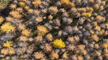 秋色に染まる六盤山　中国・寧夏回族自治区固原市