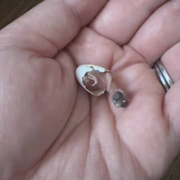 親鳥が育児放棄したヒナを人工育雛、“指サイズ”から奇跡の成長姿に「よくぞ、こんなに大きく…」「本能ってすごい」