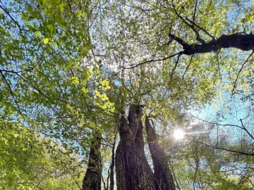 東京で行方不明の中国人留学生、友人に「富士の樹海」への行き方を聞いていた―中国メディア