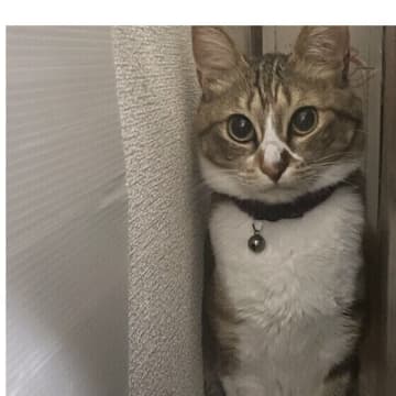 気づいたらすっぽりハマってます！ 猫が隙間を好む理由を解説