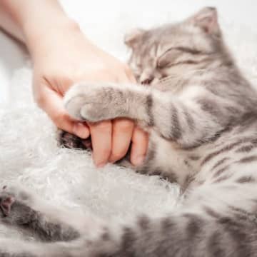 猫が『飼い主の愛を確かめる』ときにする行動5つ　見逃せないサインや絆を深める応え方まで