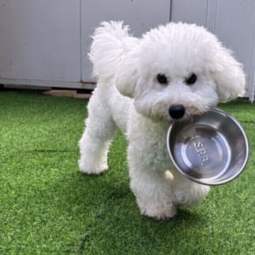 犬が食べてはいけない『冬の食材』6選 犬にNGの食べ物とは？