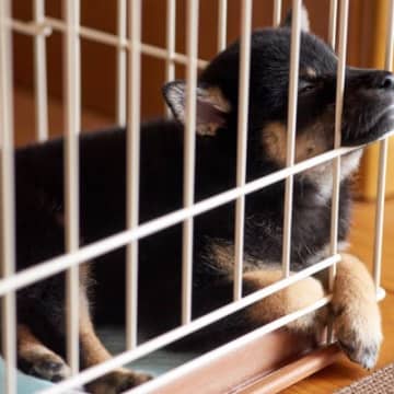 室内犬に『ケージ』は本当に必要なの？理想的な置き場や選ぶ際の注意点まで