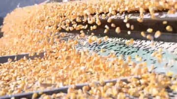 中国黒竜江省から南への穀物輸送が最盛期