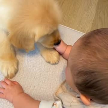 大型犬の子犬と赤ちゃんが向かい合って寝そべると…あまりにも愛おしい『心が洗われる光景』が41万再生「なんて優しい世界…」「一生の相棒」