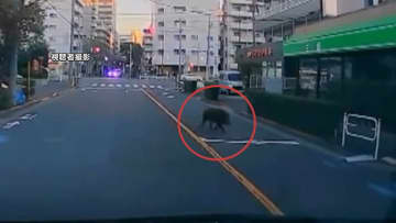東京江戸川区にイノシシ？早朝の幹線道路で「イノシシが走っている」通報が相次ぐ…区は「近づかないで」注意呼びかけ