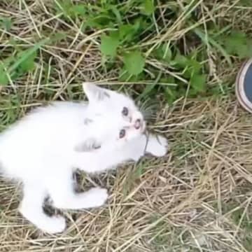 茂みから飛び出してきた『1匹の子猫』…驚きの出会いと『13年後の光景』に感動の声「出会うべくして出会った感じ」「わぁ素敵」と2万いいね