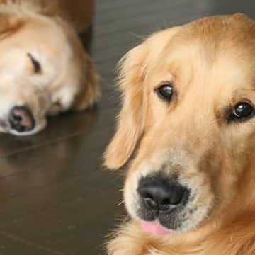 『大型犬の飼い主』が思わず頷くあるある5選　幸せを感じる瞬間や困りごとへの対処法もご紹介