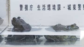 食用ウシガエルはキロ4000円・カミツキガメは5500円…特定外来生物を販売目的で飼育容疑で食品会社社長ら書類送検　警視庁
