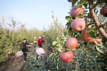 中国・寧夏中衛市で乾燥地リンゴが収穫期