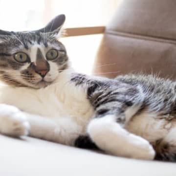 猫が『口笛』に反応する意外な理由5つ　不快に感じていることも？ストレスへの影響まで