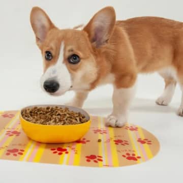 犬の『だらだら食べ』が危険な理由4つ　起こりうる健康トラブルや改善策を解説