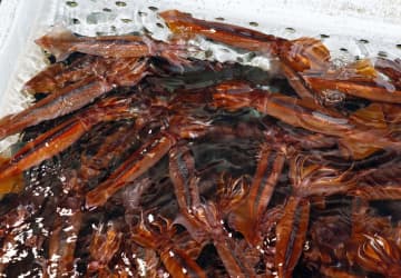 スルメイカ漁、再度増枠を検討　停止命令の漁業者救済、水産庁