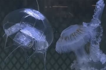 クラゲそっくりの半透明ロボットは水中浮遊して深海生物を調査する