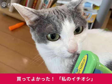 猫用ブラシ「ファーミネーター」はごっそり毛が取れて衝撃的！ミックス猫・小幸ちゃんの毛もすっきり♪(30代女性)
