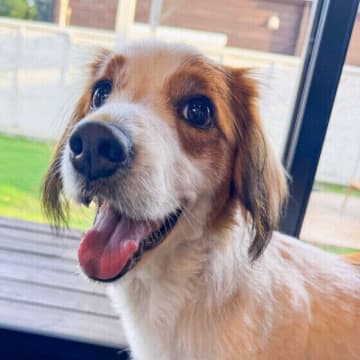 犬が不安なときにみせるしぐさとは？　不安を感じやすい犬の傾向と対処法