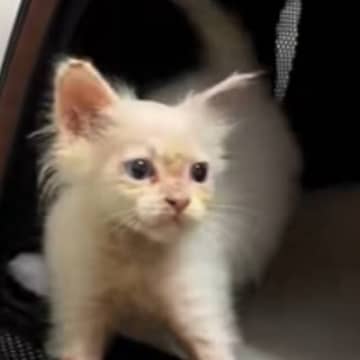 『謎の遊び』にハマった白猫→飼い主さんがキャリーケースの蓋を閉めると…「めっちゃ楽しいやんｗ」「シュタッって出てくるの可愛すぎる」