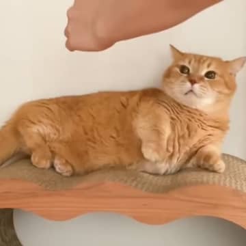 家にやってきた姉→猫のことを触ろうとしたら…思わず笑ってしまう瞬間が11万再生「容赦なくて面白いｗ」「高速パンチ炸裂ｗ」と反響