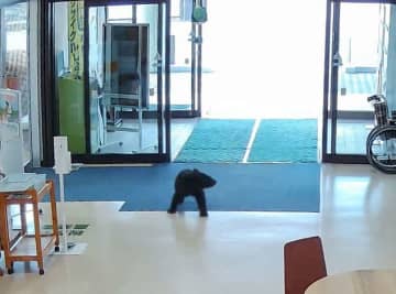 子グマ、自動ドア2カ所通過　青森・西目屋村役場