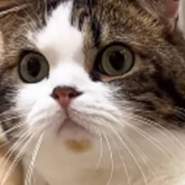 『3年かけて絆を育んだ猫とパパ』→1週間ぶりに再会した結果…まさかの反応が218万再生「号泣しちゃう」「パパさん切ないね」