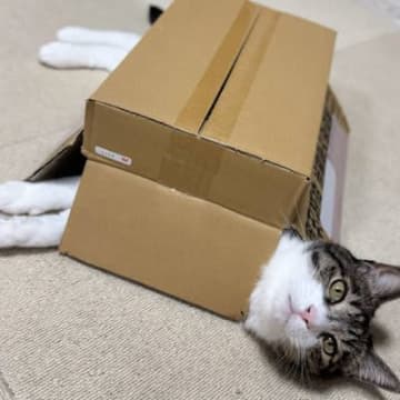 ふと見たら、『ダンボールをかぶっていた猫』…まさかの可愛すぎる瞬間に１万いいね「ニャンダム」「かっこいい防具を装備したねｗ」と話題