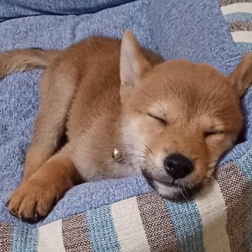 1才になった柴犬！“やんちゃな子犬時代”を振り返り「本当に大きくなったな～」と成長を実感！