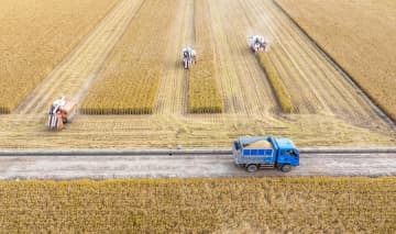 中国、秋の穀物収穫9割完了　冬小麦の播種も順調