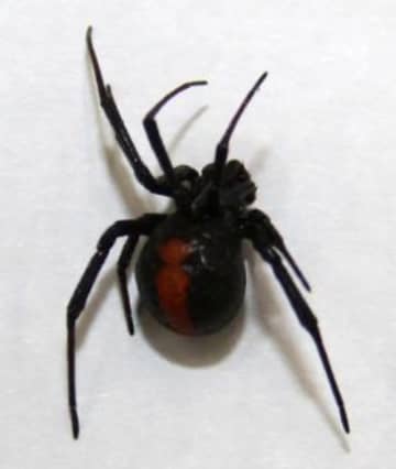 セアカゴケグモの雌3匹発見　茨城・つくばみらい