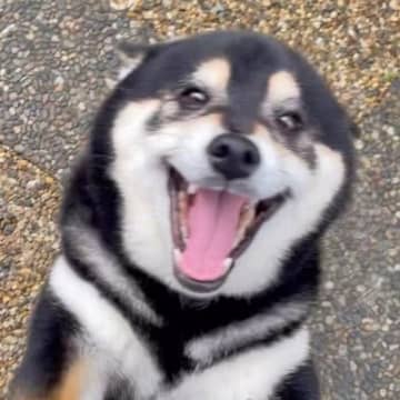 帰宅したときの犬の反応→母と娘であからさまに態度が違って…思わず吹き出す『家庭内格差』が20万再生「すごいわかる」「お母さん…」と反響