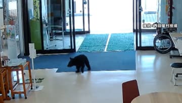 子グマが役場に侵入…正面玄関から入る様子がカメラに　30秒滞在し逃げる　ケガ人なし　青森・西目屋村