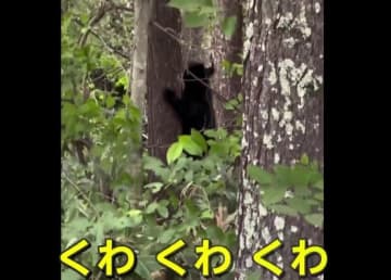 「くわ、くわ」小グマの鳴き声は“危険なサイン”　専門家「襲われる可能性が十分ある」…クマ対策で自動ドアを手動に変更する施設も