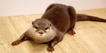 アニマルカフェ「O-157」検出、WWF覆面調査で発覚　「インバウンド」「ロケ企画」でも人気だが…野生動物の危険性“軽視”に警鐘