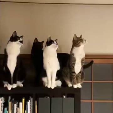 深夜に侵入してきた1匹の虫→猫たちのテンションが上がって…微笑ましすぎる瞬間に８万いいね「史上最高に可愛い合唱」「何回も見てしまった」