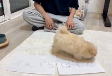 「てんぷら」と「ぽてと」、どっちがいい？　“自分で選んだ名前”がぴったりすぎる子犬にほっこり