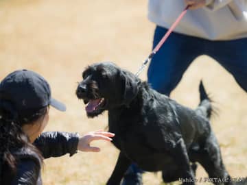 「うちの子は大丈夫」は大間違い？　愛犬が起こしたトラブル、飼い主の絶対的な責任