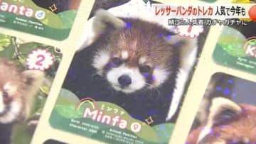 レアカードに「震える!」レッサーパンダの“聖地”でトレカ販売 “推しパン”を求め…ファンが連続ガチャ