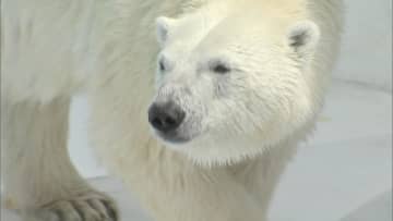 熊本市動植物園のアイドル　メスのホッキョクグマ・マルルが北海道・釧路市動物園へお引越し　お別れ会やお誕生会も企画【熊本発】